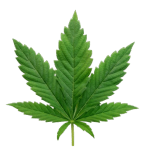 Cannabis