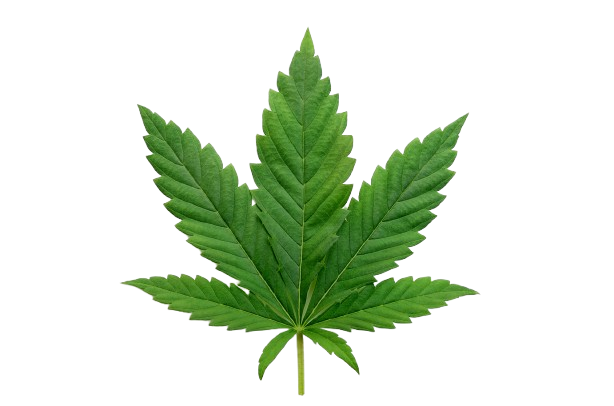 Cannabis